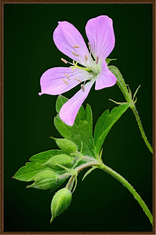Geranium with Buds